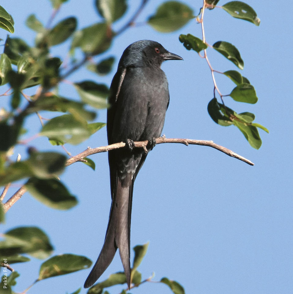 Pretty Ashy drongo