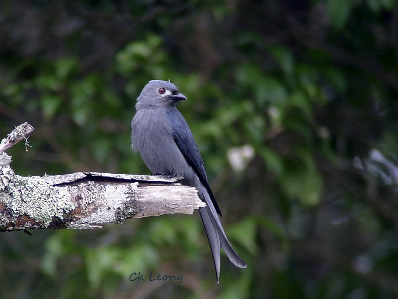 Pretty Ashy drongo
