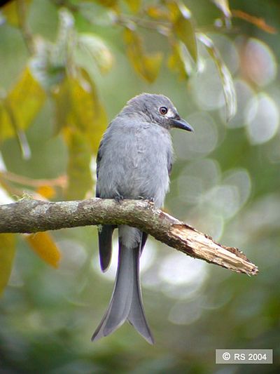 Pretty Ashy drongo