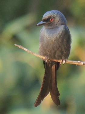 Pretty Ashy drongo