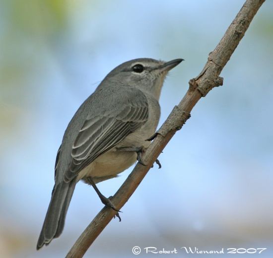 Ashy flycatcher