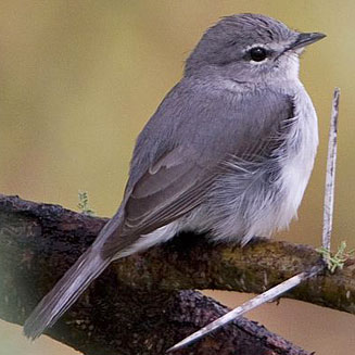 Pretty Ashy flycatcher