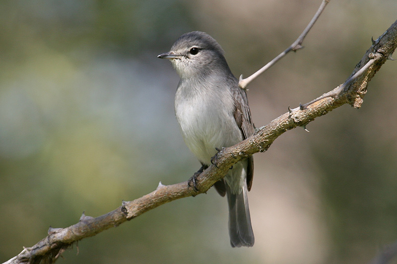 Pretty Ashy flycatcher