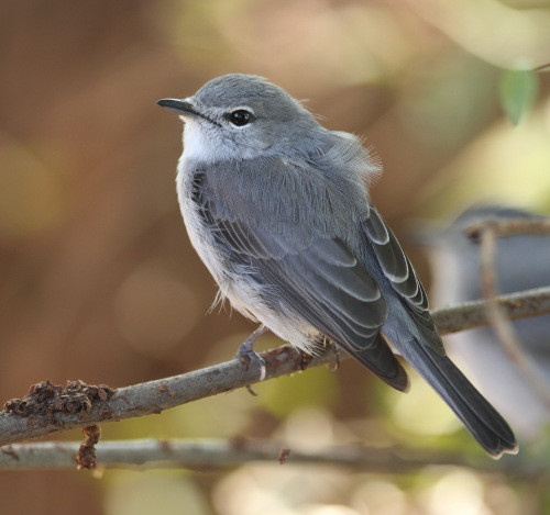 Pretty Ashy flycatcher