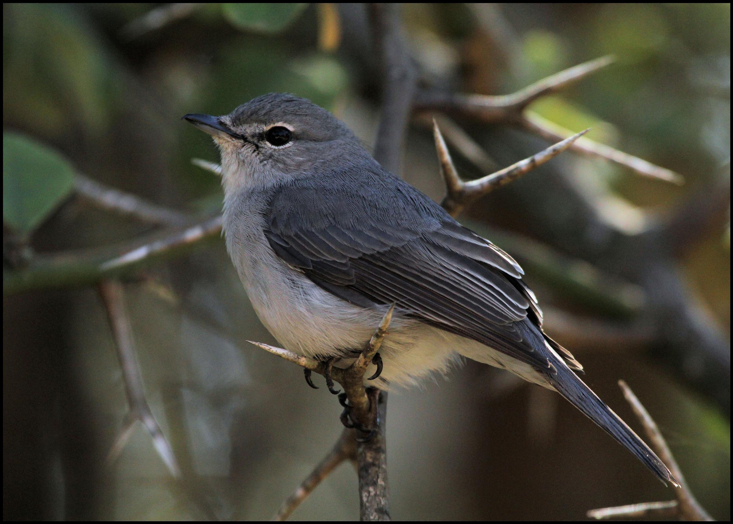 Pretty Ashy flycatcher