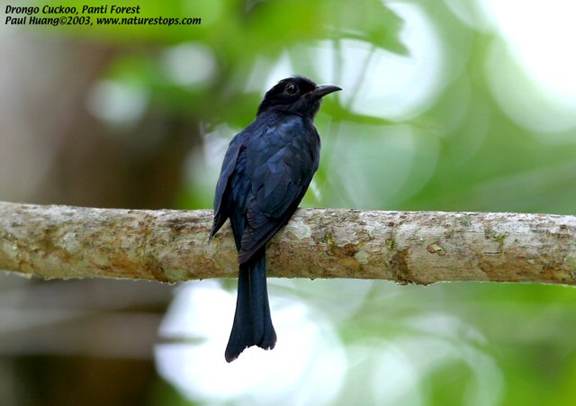Asian drongo-cuckoo