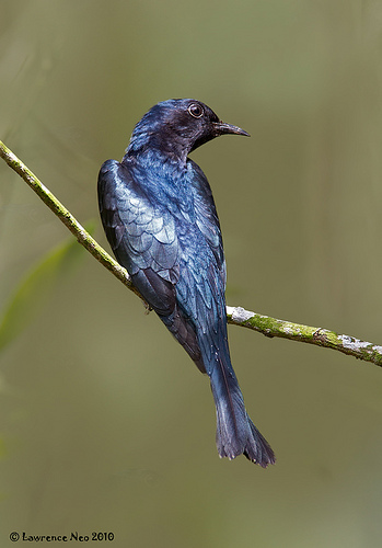 Pretty Asian drongo-cuckoo