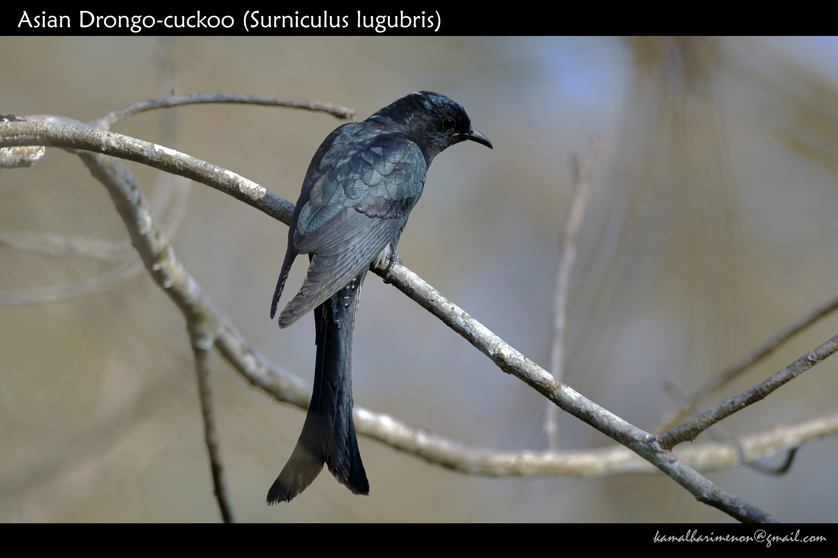 Pretty Asian drongo-cuckoo