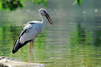 Asian openbill