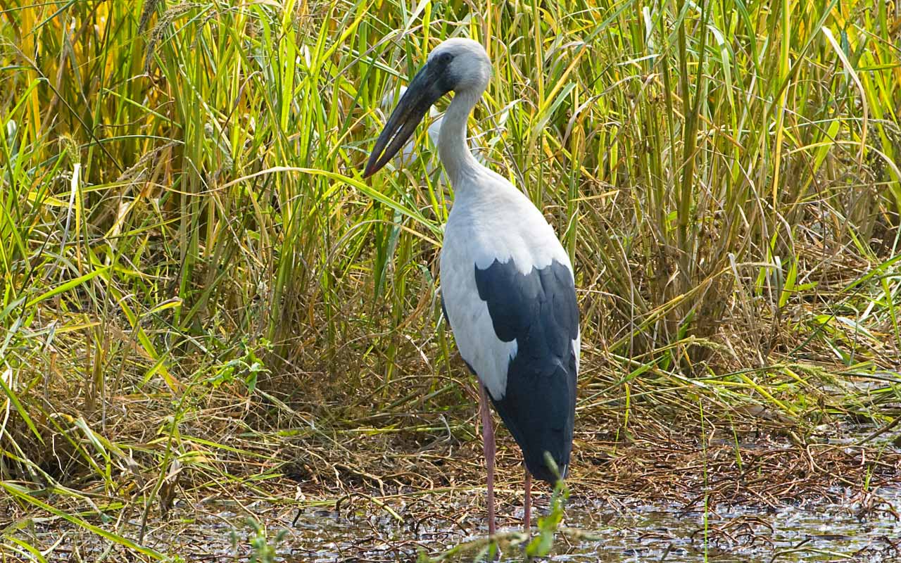 Pretty Asian openbill