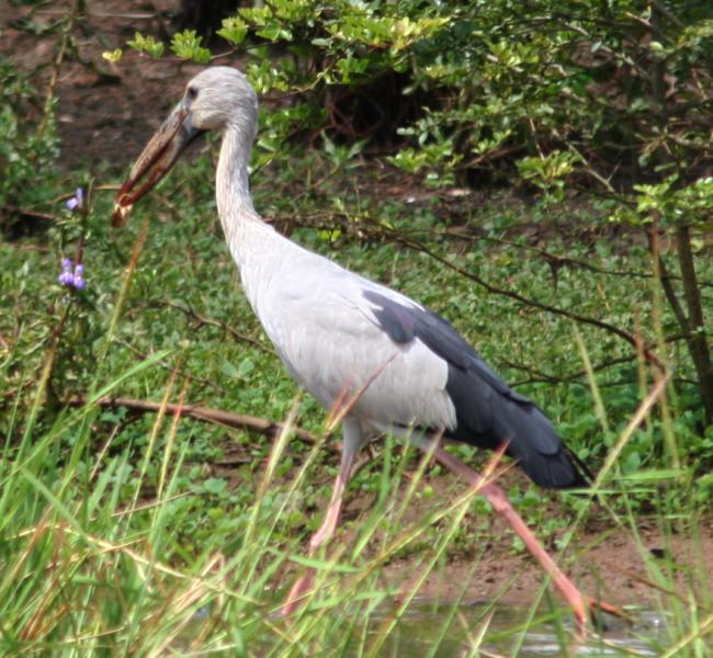 Pretty Asian openbill