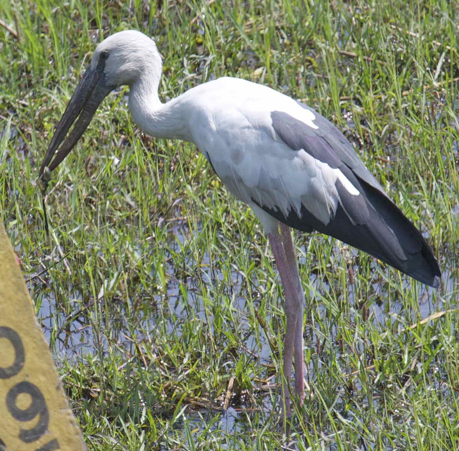 Pretty Asian openbill