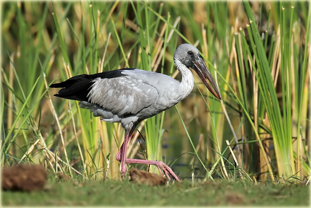 Pretty Asian openbill