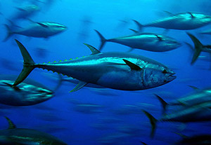 Atlantic bluefin tuna