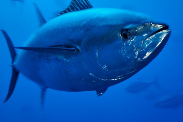 Pretty Atlantic bluefin tuna