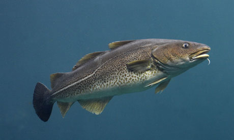 Pretty Atlantic cod