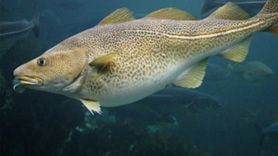 Pretty Atlantic cod