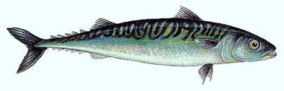 Pretty Atlantic mackerel