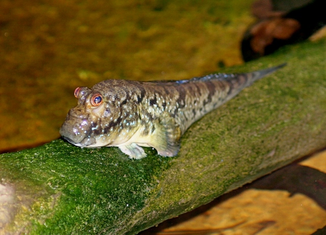 Pretty Atlantic mudskipper