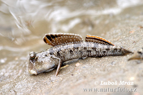 Pretty Atlantic mudskipper