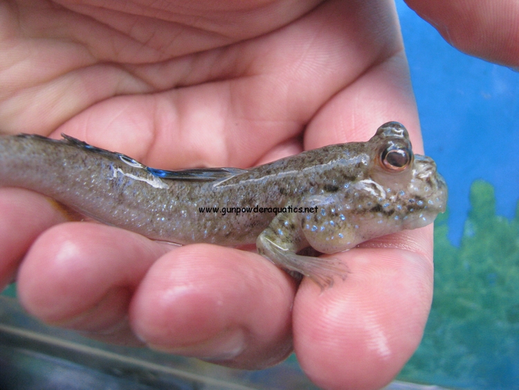 Pretty Atlantic mudskipper