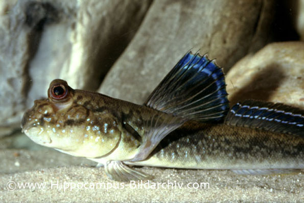 Pretty Atlantic mudskipper