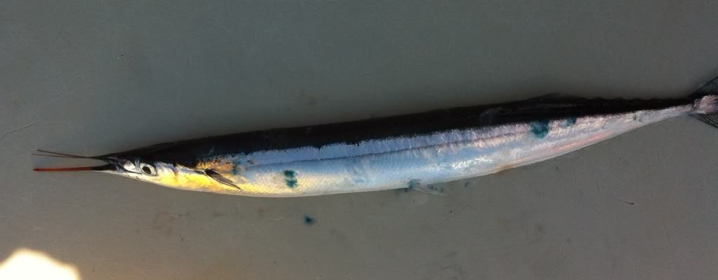 Atlantic saury