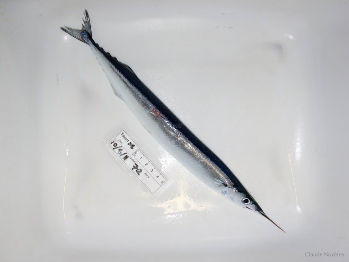 Pretty Atlantic saury