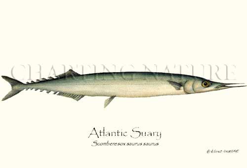 Pretty Atlantic saury