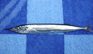 Pretty Atlantic saury