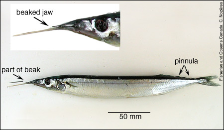 Pretty Atlantic saury
