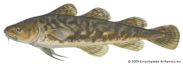 Pretty Atlantic tomcod