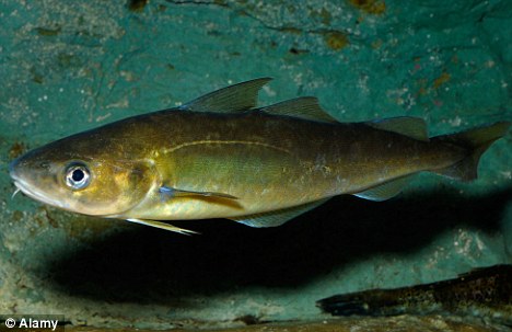 Pretty Atlantic tomcod