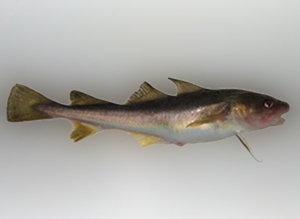 Pretty Atlantic tomcod