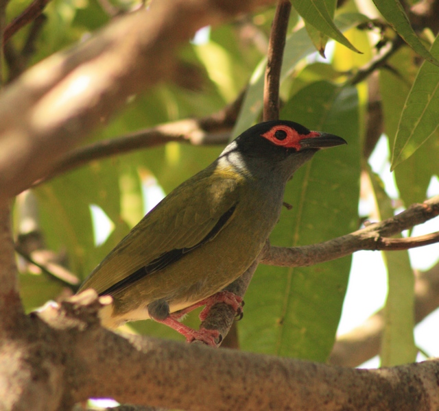 Australasian figbird