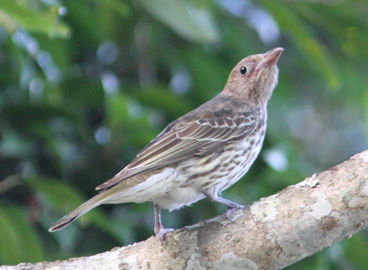 Pretty Australasian figbird