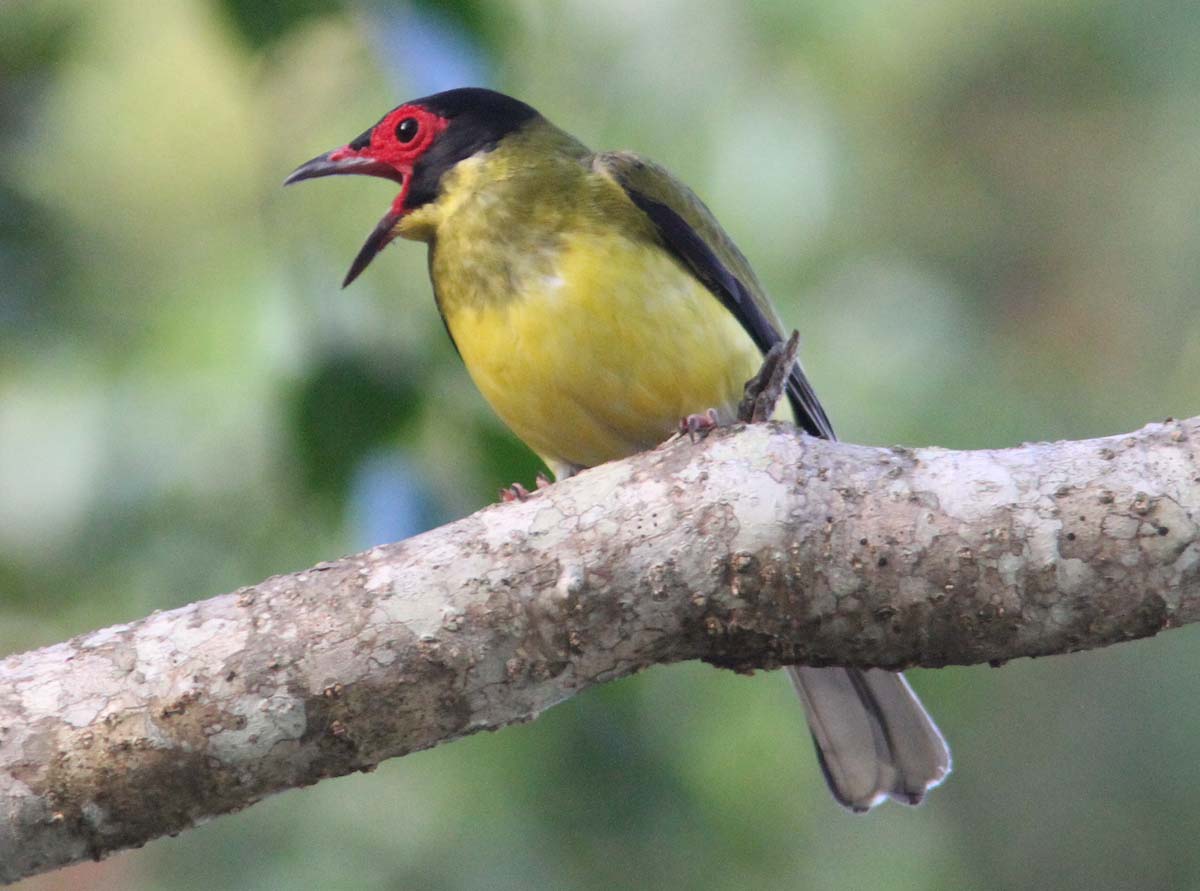Pretty Australasian figbird