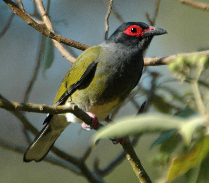 Pretty Australasian figbird