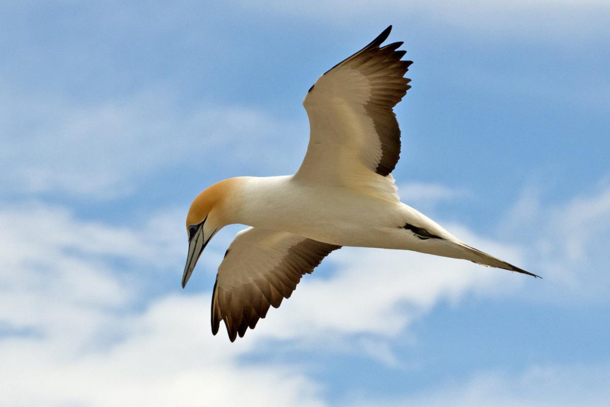 Australasian gannet