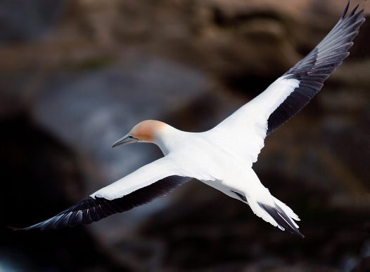 Pretty Australasian gannet