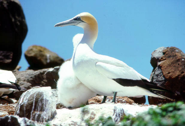Pretty Australasian gannet