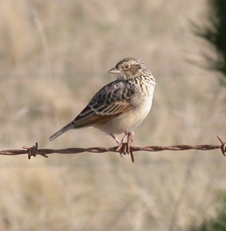 Australasian lark