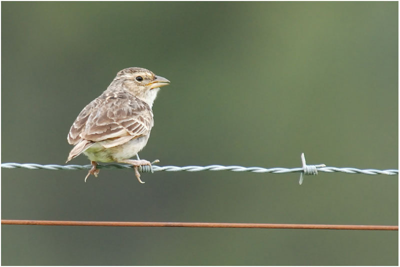 Pretty Australasian lark