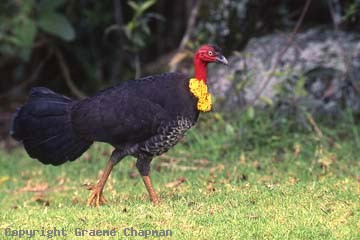 Australian brush-turkey