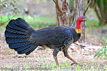 Pretty Australian brush-turkey