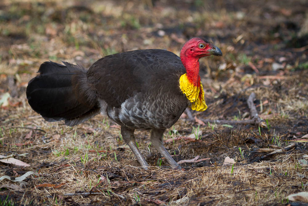 Pretty Australian brush-turkey