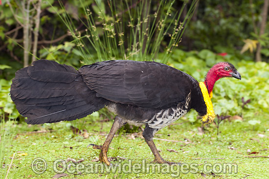 Pretty Australian brush-turkey