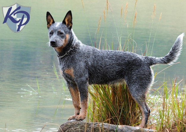 Nice Australian Cattle Dog - Dog Breed