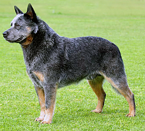 Pretty Australian Cattle Dog - Dog Breed