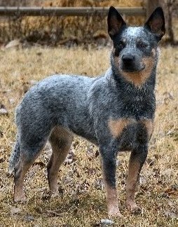 Photo Australian Cattle Dog - Dog Breed